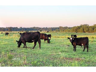 Tract 5 - Stillwater, OK farmland - EXCITING LAND AUCTION! - 128 +/- ACRES OFFERED IN 7 TRACTS OFF HIGHWAY 51 IN STILLWATER, OKLAHOMA
